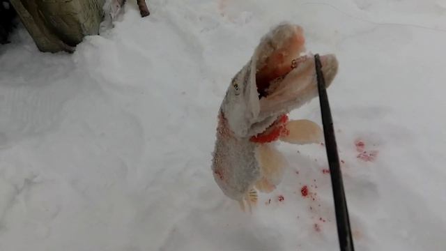 РЫБАЛКА В НОВОМ 2022ГОДУ!!!РЫБ ОТКАЗЫВАЛСЯ КЛЕВАТЬ!первый выезд!#рыбалка#ловлясудака#рыбалка#