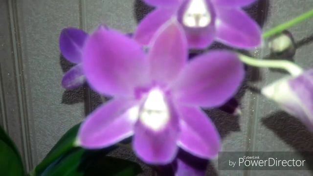 91. 🌹ЦВЕТЕНИЕ ДЕНДРОФАЛЕНОПСИСА Purple Happines. Новинка. Всех с Днем Влюбленных 💞💞💞 смотреть онлайн