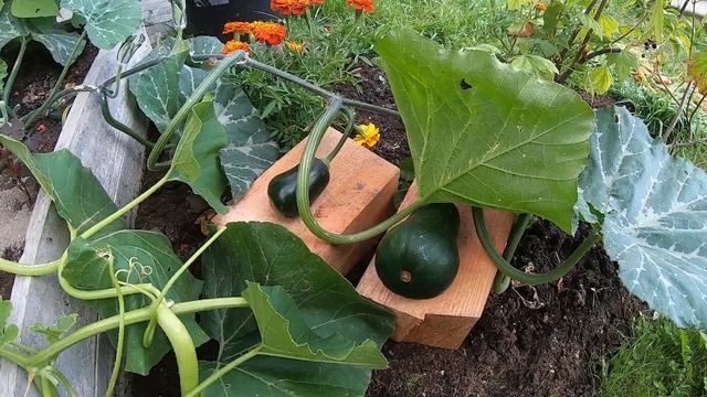 Сбор урожая. Подготовка огорода к следующему сезону смотреть онлайн