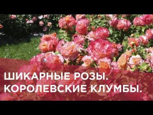 Шикарные розы  Королевские клумбы