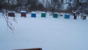 Зимовка пчел на трёх рамках.