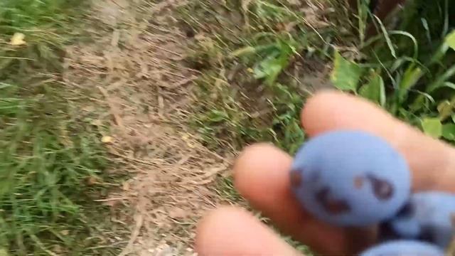 № 551   Сливи. Слива сорт Черносливка в средата на месец август - 13.08.2022 г.