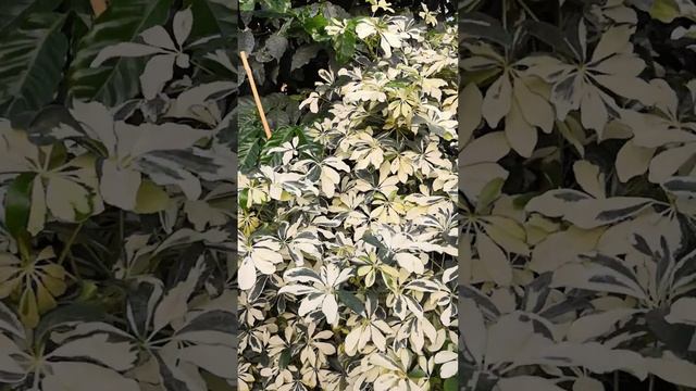 Знакомство с хозяйкой Красной Нивы. Вопросы и ответы. #комнатныерастения #домашниецветы #оранжерея