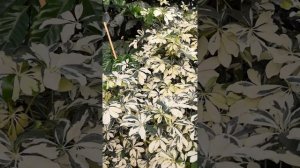 Знакомство с хозяйкой Красной Нивы. Вопросы и ответы. #комнатныерастения #домашниецветы #оранжерея