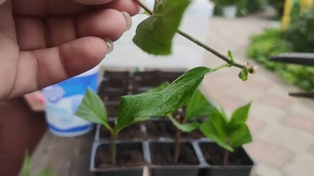 Летнее черенкование метельчатой гортензии зелёными черенками ‼