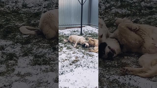 щенячьи игры волкодавов . Гороч и Камах смотреть онлайн