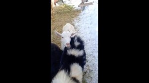 ADAM — сделано в Clipchamp