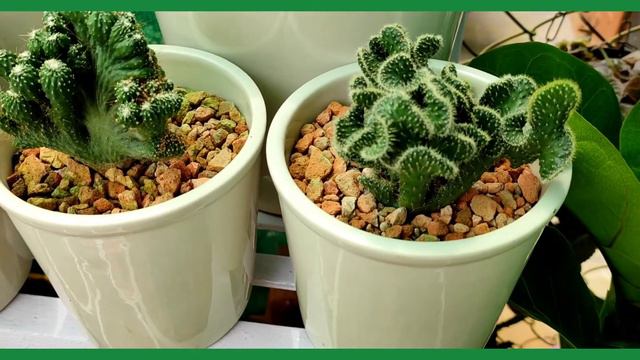 #Cactus #Opuntia cylindrica cristata #NimasowGarden смотреть онлайн