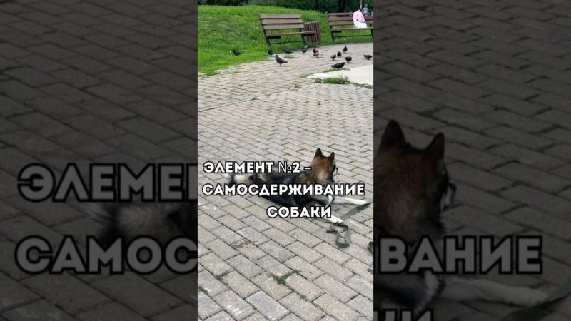 ЭЛЕМЕНТ 2 - САМОСДЕРЖИВАНИЕ СОБАКИ #кинолог