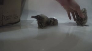 СПАСЕНИЕ МАЛЕНЬКИХ ПТЕНЦОВ / ШАНС НА ЖИЗНЬ