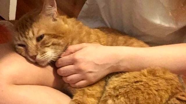 Старый кот пришел на порог семьи, громко прося о помощи, история до слёз смотреть онлайн