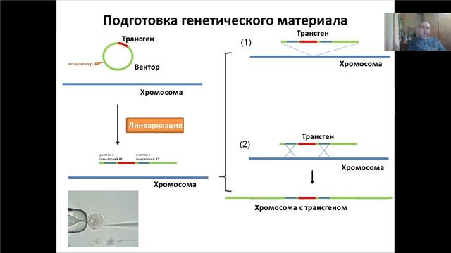 Лекция 17. Генетически модифицированные организмы (2021)