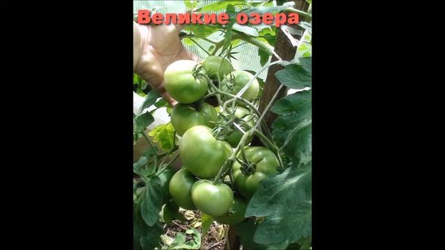 Томат Великие озера