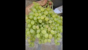 Сорт винограда «Русбол улучшенный» и Кишмиш Юпитер»