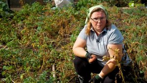 Когда копать картошку. Сроки уборки картофеля