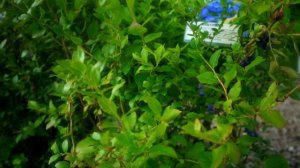 Голубика Патриот — Питомник Кольцово