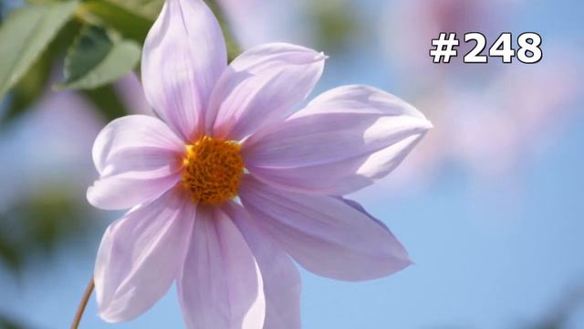 #248. Цветы и растения - очень яркие цветы смотреть онлайн
