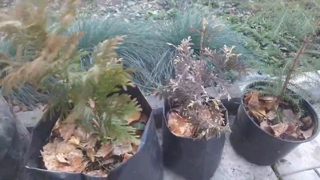 Купили новые растения. Посадка елей на участке, туи. Кусочек нашей осени.