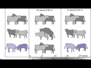 Когда осеменять корову,находящуюся в течке// Лечим поврежденный сосок Бони //