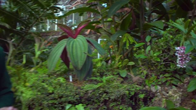Meditative Botanical Tour at Fairchild Tropical Botanic Garden — Ep 182 смотреть онлайн
