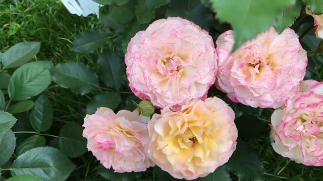 Роза ЛандЛуст W. Kordes 2015 г смотреть онлайн