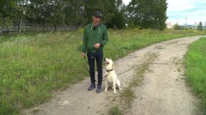 Онлайн-курс дрессировки. Урок 5 | Кинолог Шустов Андрей | kinolog.online