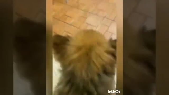 Варежка для ухода за животными смотреть онлайн