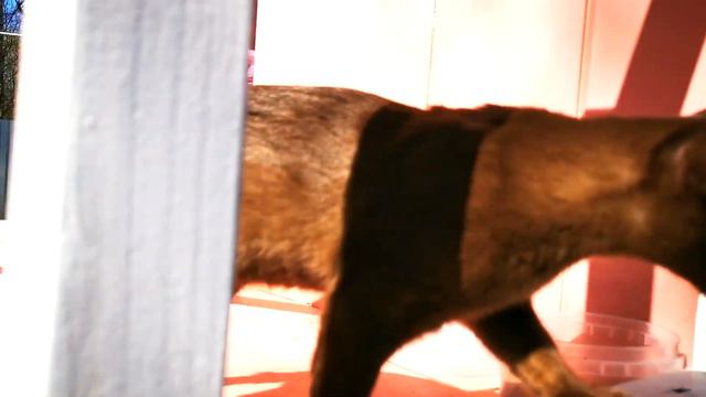 Майор Бурманский меняет профессию или Вирус Короны смотреть онлайн