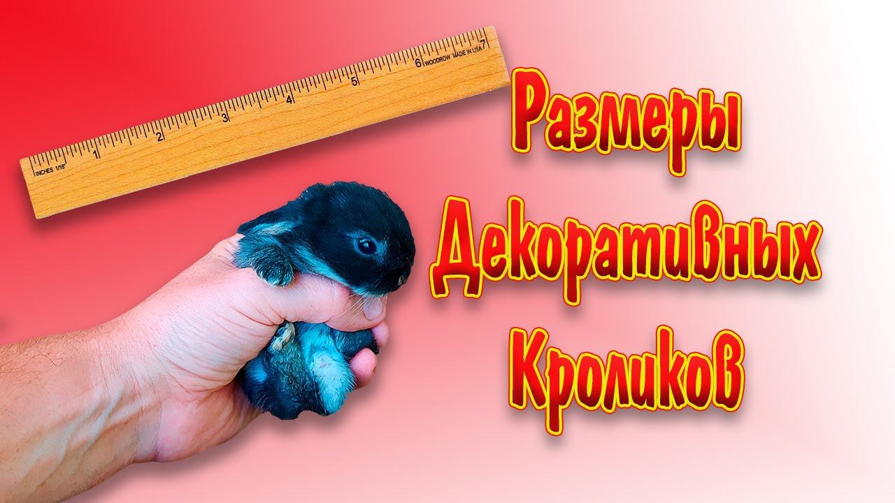 Размеры декоративных кроликов и вес