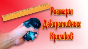 Размеры декоративных кроликов и вес