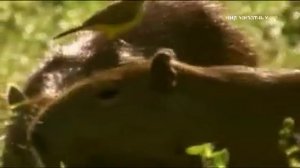 КАПИБАРА, МИР ЖИВОТНЫХ