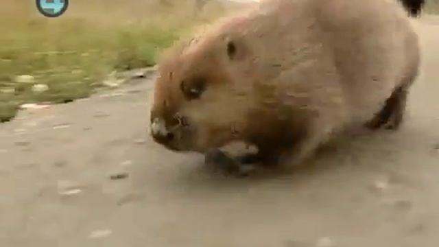 домашний бобер смотреть онлайн