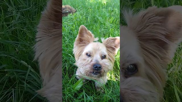 Йоркширский терьер. смотреть онлайн