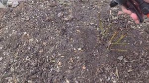 РОЗЫ БЕЗ УКРЫТИЯ НА УРАЛЕ! 11.04.21