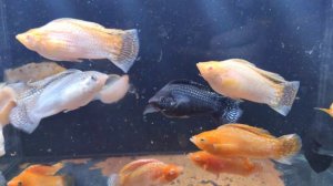 моллинезия велифера