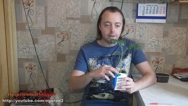 Чёрная ножка на рассаде. Лечение и профилактика. смотреть онлайн