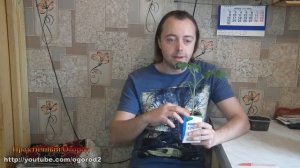 Чёрная ножка на рассаде. Лечение и профилактика.