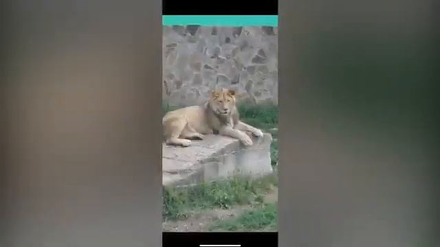 Вспомним Симбу Тайсовича, Рыжика, Василису и других зверушек. Тайган. Белогорск. Крым. смотреть онлайн