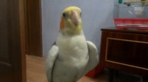 Попугай корелла поет | Пение кореллы Тимошки