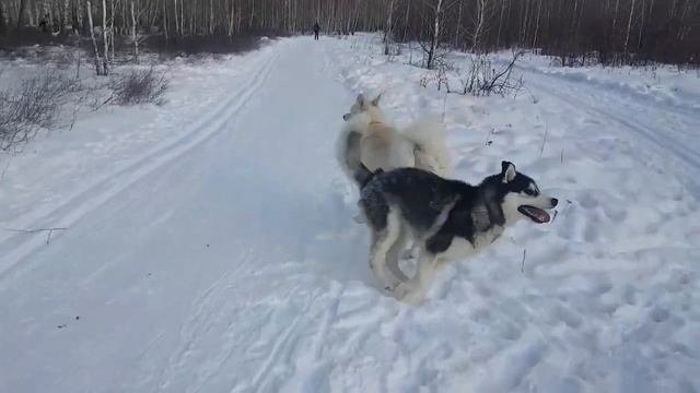 Самоед+хаски=красота! Samoyed+ husky= beauty!