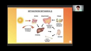 метаболизм витамина Д