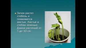 Влияние среды на развитие растения из семени