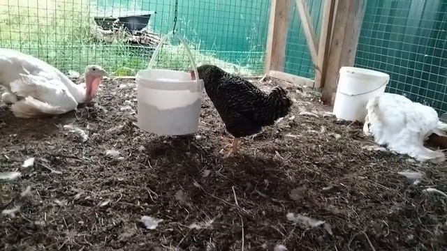 Индюки тяжелого кросса хайбрид ковертер 16 недель. Как избежать потерь корма. смотреть онлайн