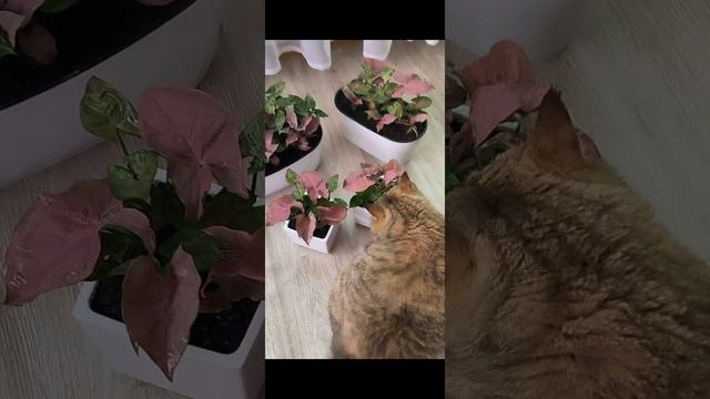 Сортовые сингониумы и Мия #plants #комнатныецветы #garden  #сингониум #комнатныецветы #композиции