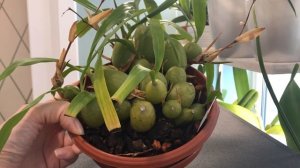 Coelogyne cristata жизненный цикл, как растёт мое растение