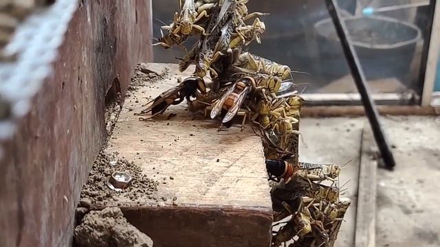 ERADICATING MURDER HORNETS,VESPA MANDARINIA,ASIAN GIANT HORNET,STING WASP,MASSIVE YELLOW JACKETS смотреть онлайн