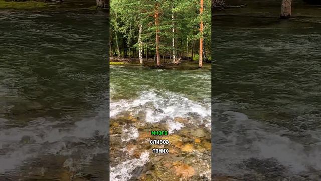 мечта харюзятника смотреть онлайн