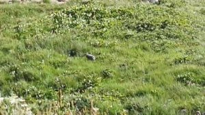 Альпийские зарисовки // Альпийский сурок в своей природной среде.