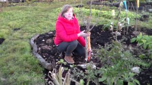 Полезные советы: Защита ствола дерева зимой от грызунов