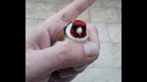 Черноголовый Щегол. Песня щегла. Goldfinch. Chardonneret.№3 Canto Cardellino